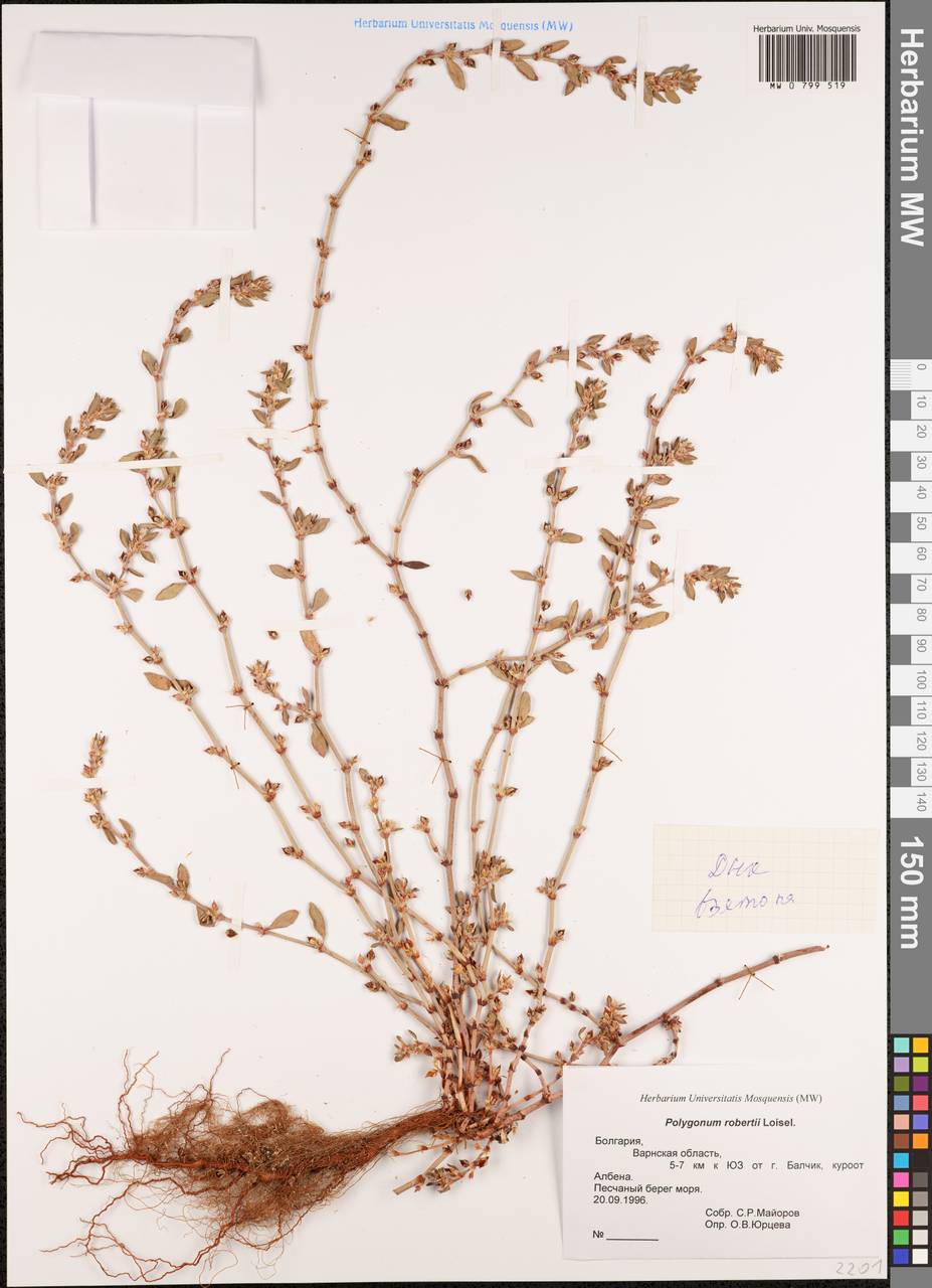 Горец Роберта Loisel., Западная Европа (EUR) (Болгария)