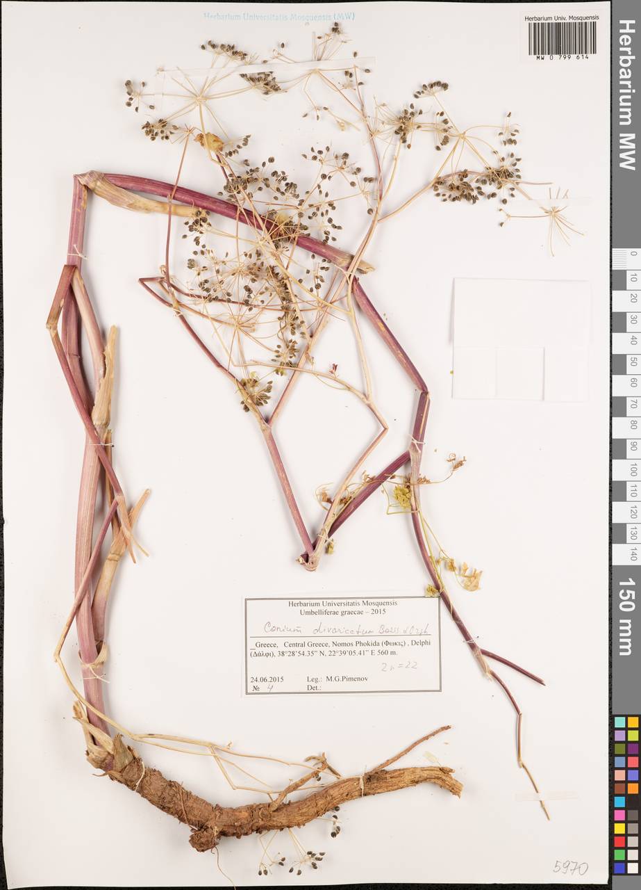 Conium divaricatum Boiss. & Orph., Западная Европа (EUR) (Греция)