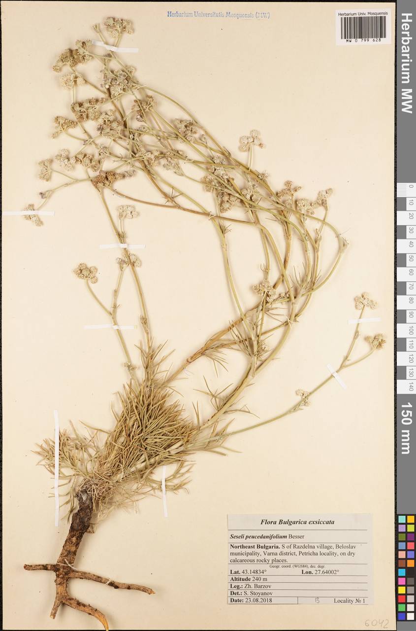 Seseli besserianum Stoyanov & Ostr., Западная Европа (EUR) (Болгария)