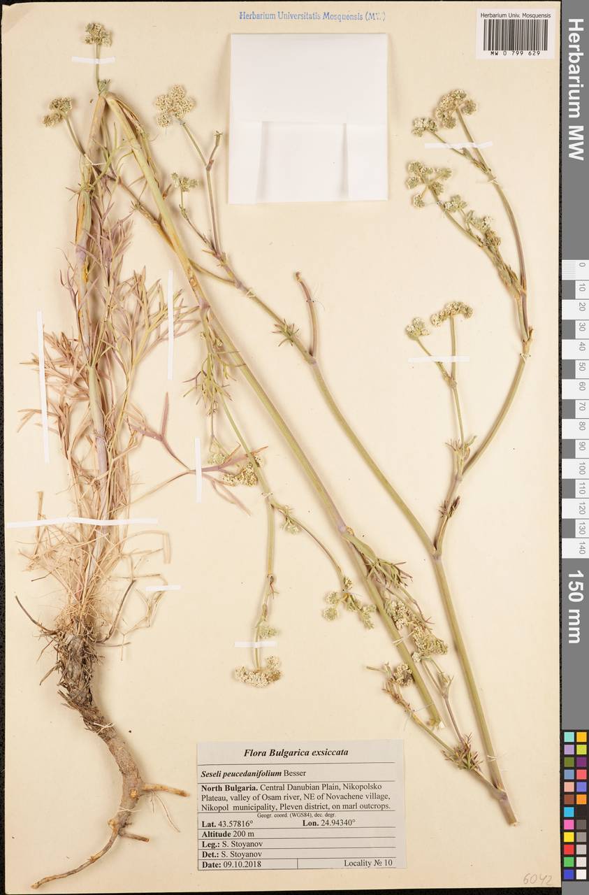Seseli besserianum Stoyanov & Ostr., Западная Европа (EUR) (Болгария)