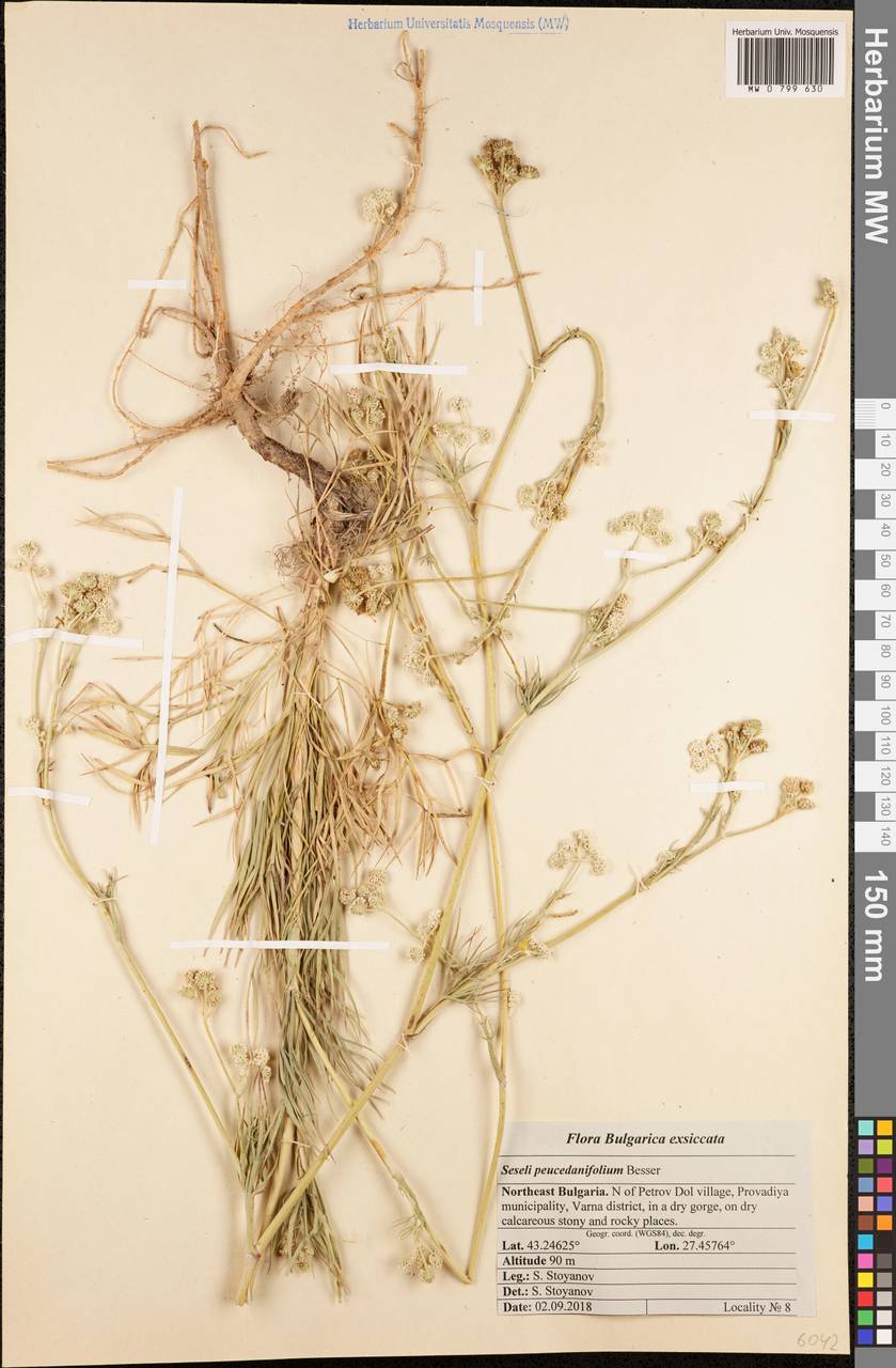 Seseli besserianum Stoyanov & Ostr., Западная Европа (EUR) (Болгария)