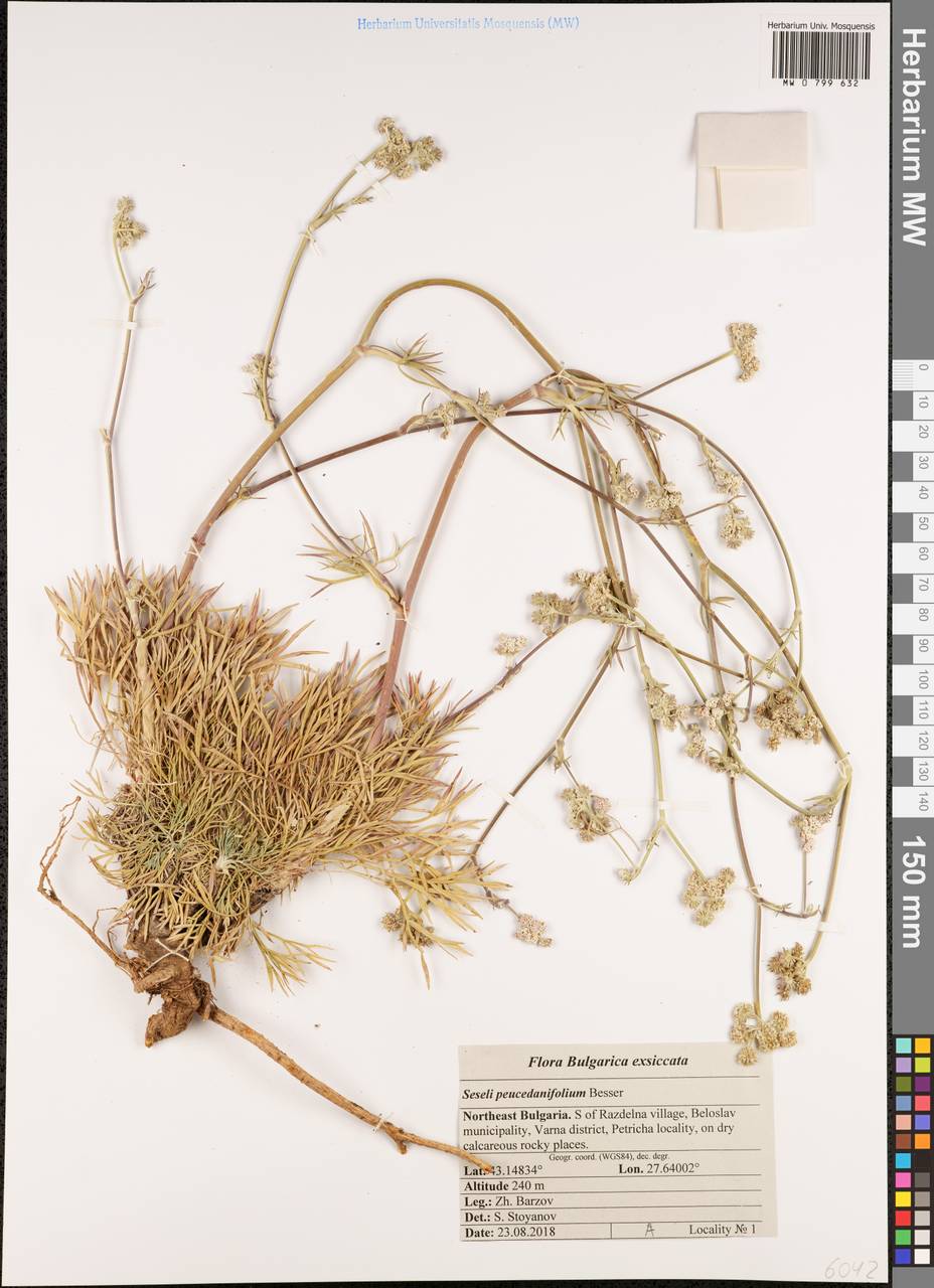 Seseli besserianum Stoyanov & Ostr., Западная Европа (EUR) (Болгария)
