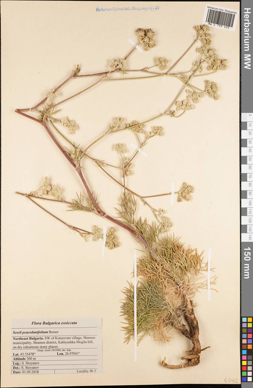 Seseli besserianum Stoyanov & Ostr., Западная Европа (EUR) (Болгария)