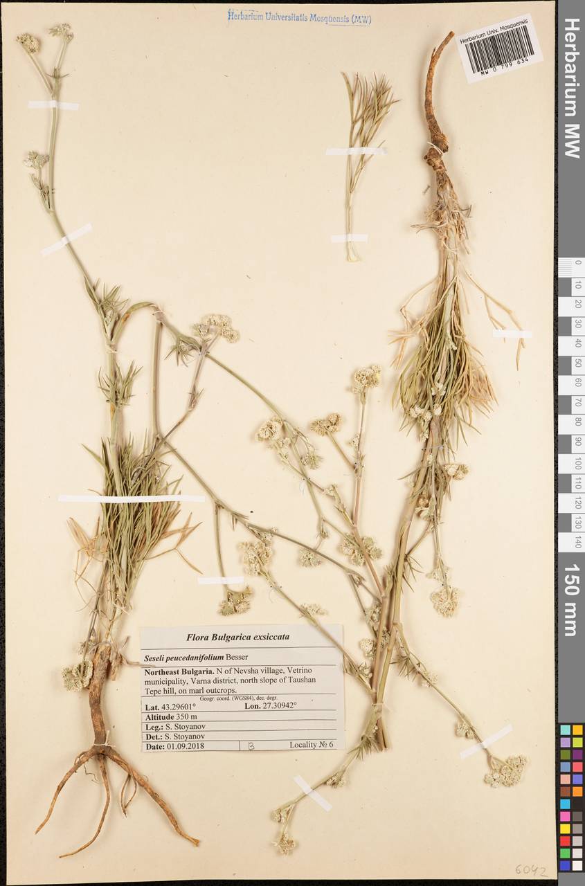 Seseli besserianum Stoyanov & Ostr., Западная Европа (EUR) (Болгария)