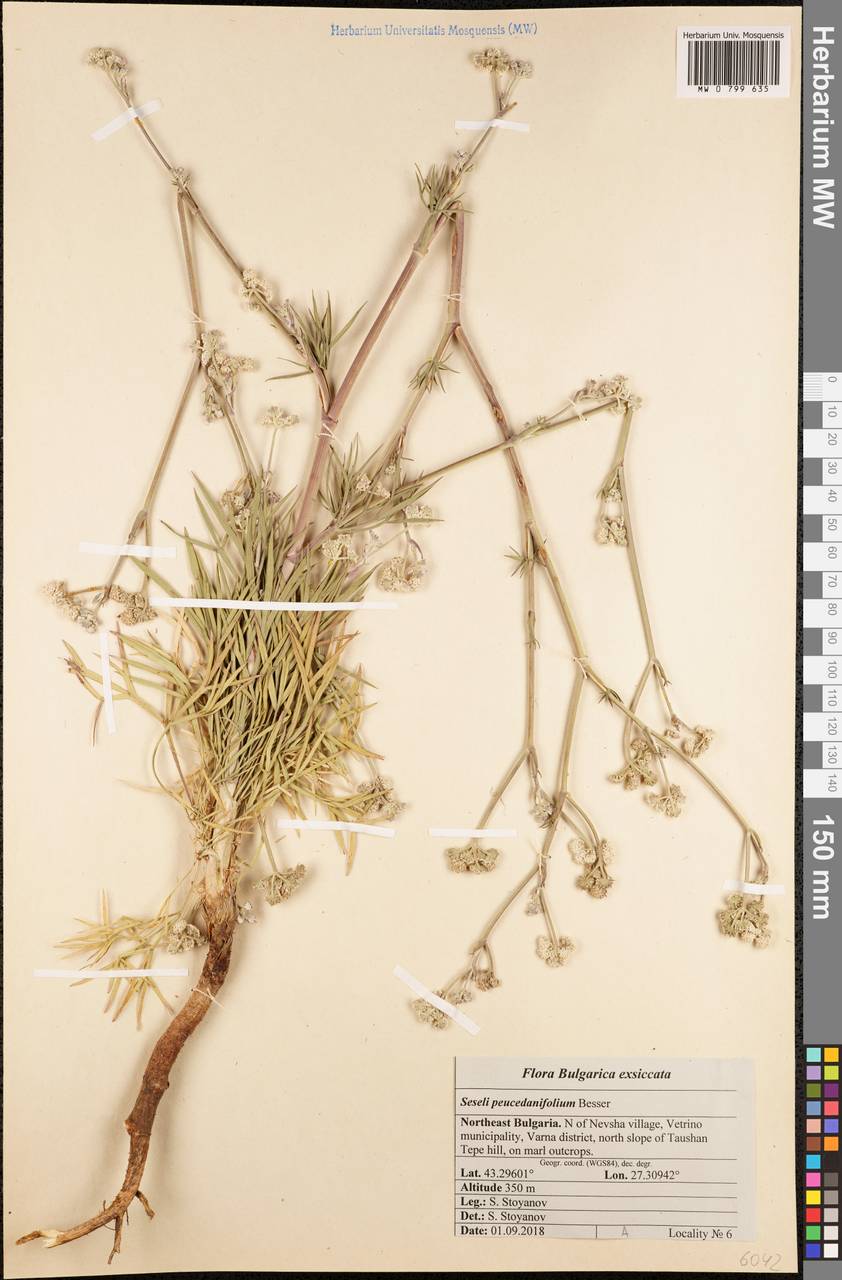 Seseli besserianum Stoyanov & Ostr., Западная Европа (EUR) (Болгария)