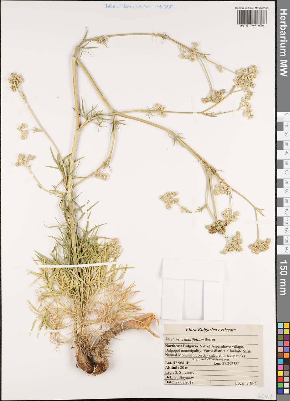 Seseli besserianum Stoyanov & Ostr., Западная Европа (EUR) (Болгария)