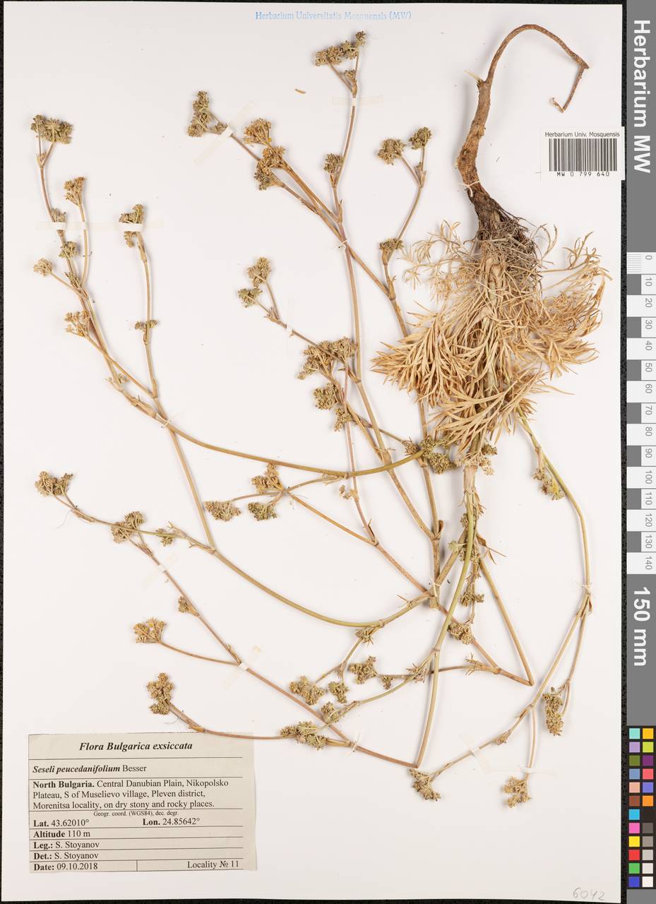 Seseli besserianum Stoyanov & Ostr., Западная Европа (EUR) (Болгария)