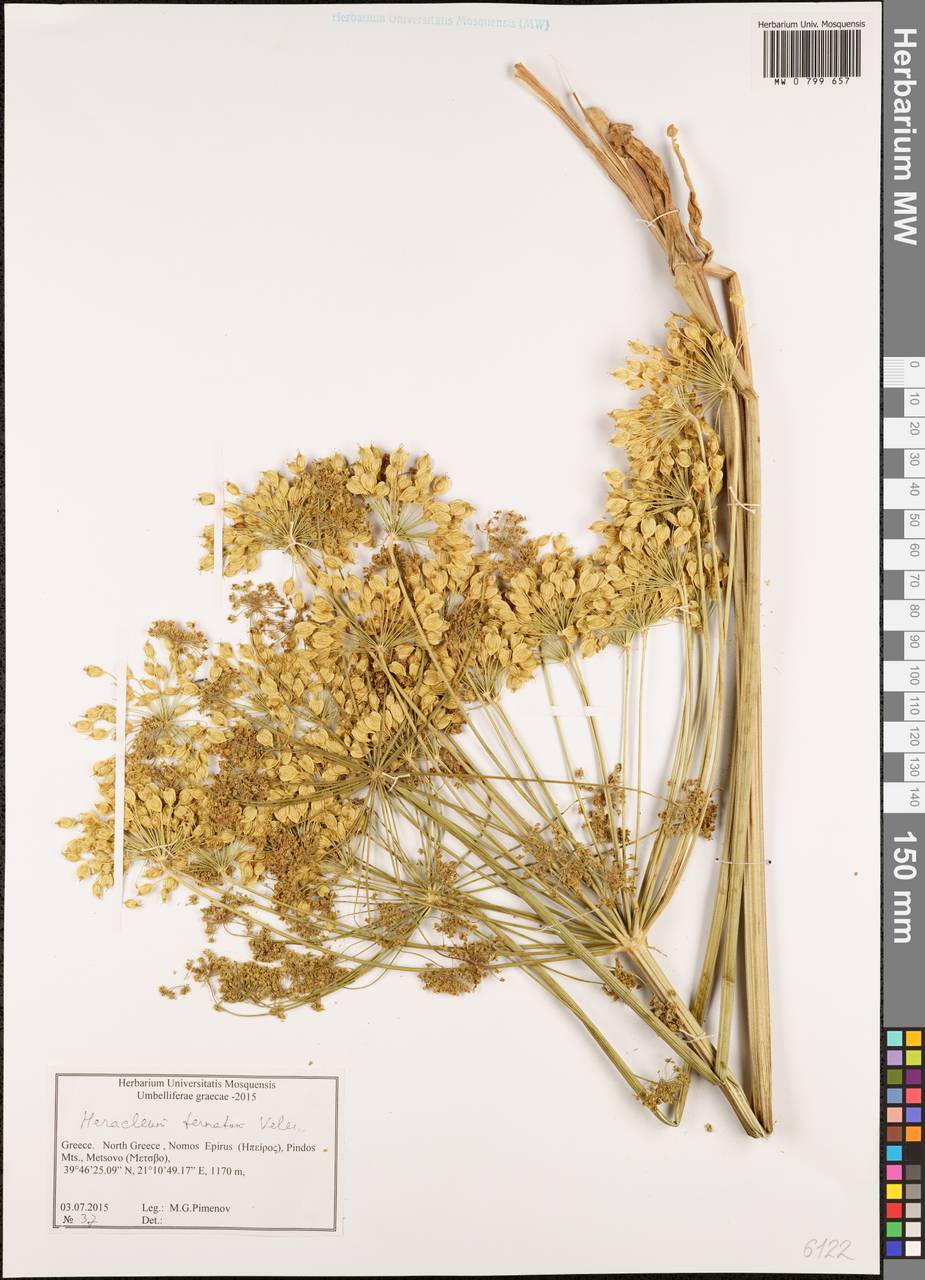 Heracleum sphondylium subsp. ternatum (Velen.) Brummitt, Западная Европа (EUR) (Греция)