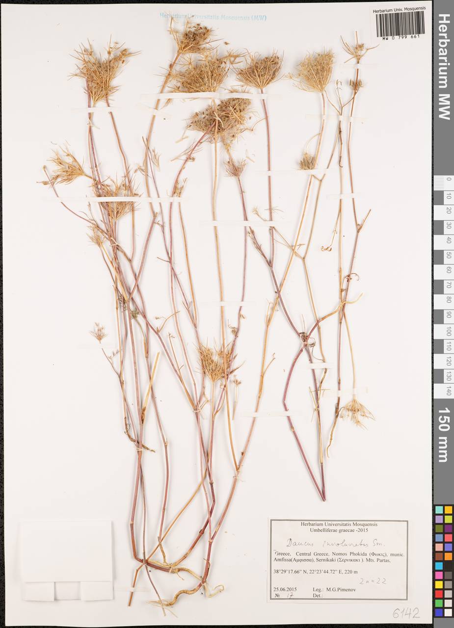 Морковь обернутая Sibth. & Sm., Западная Европа (EUR) (Греция)