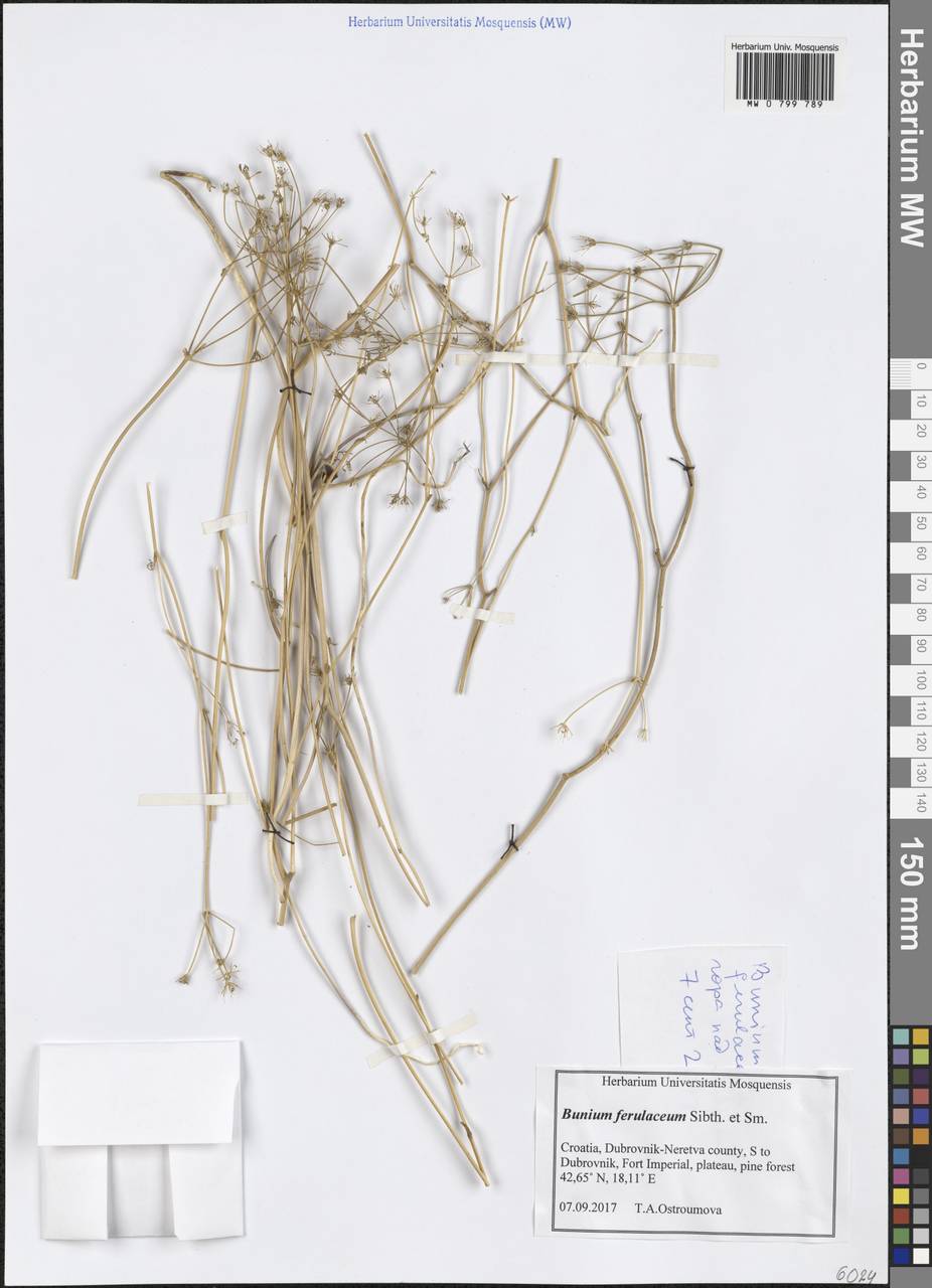 Буниум феруловый Sm., Западная Европа (EUR) (Хорватия)