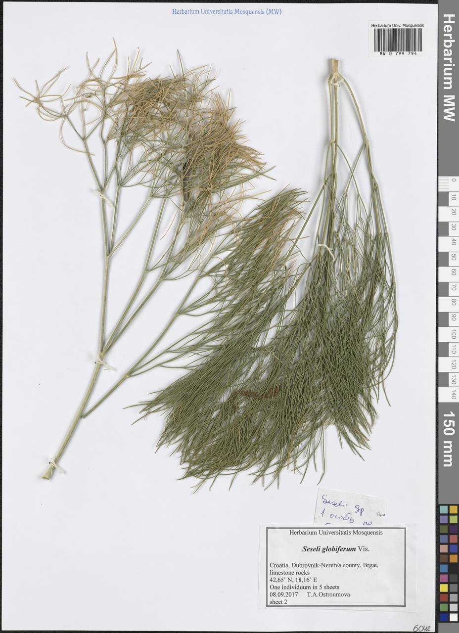 Seseli globiferum Vis., Западная Европа (EUR) (Хорватия)
