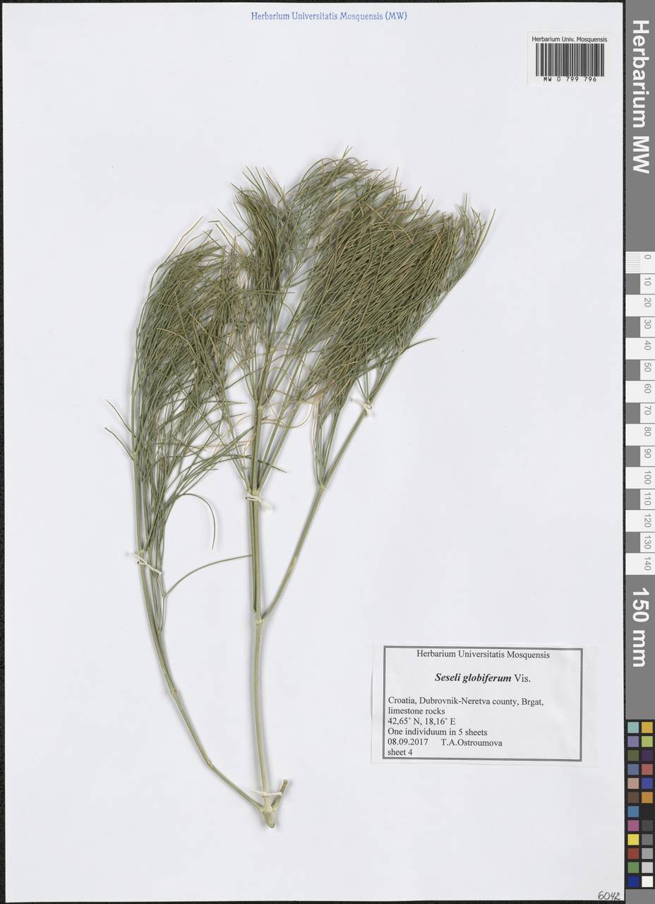 Seseli globiferum Vis., Западная Европа (EUR) (Хорватия)