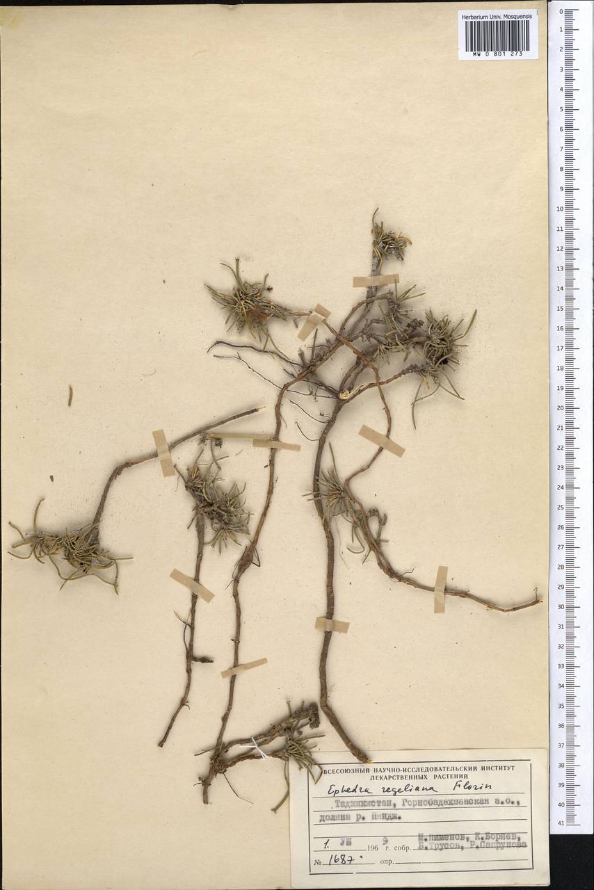 Хвойник Регеля Florin, Средняя Азия и Казахстан, Памир и Памиро-Алай (M2) (Таджикистан)