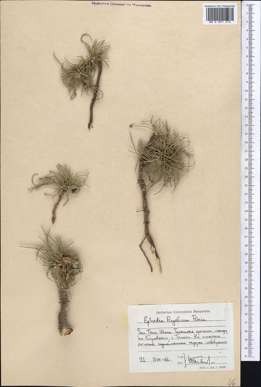 Хвойник Регеля Florin, Средняя Азия и Казахстан, Западный Тянь-Шань и Каратау (M3) (Киргизия)