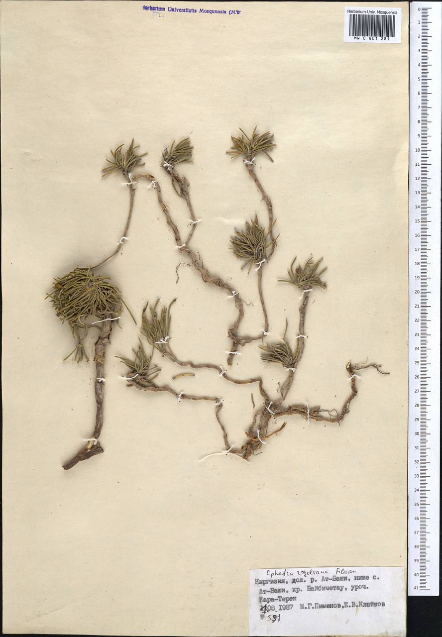 Хвойник Регеля Florin, Средняя Азия и Казахстан, Северный и Центральный Тянь-Шань (M4) (Киргизия)