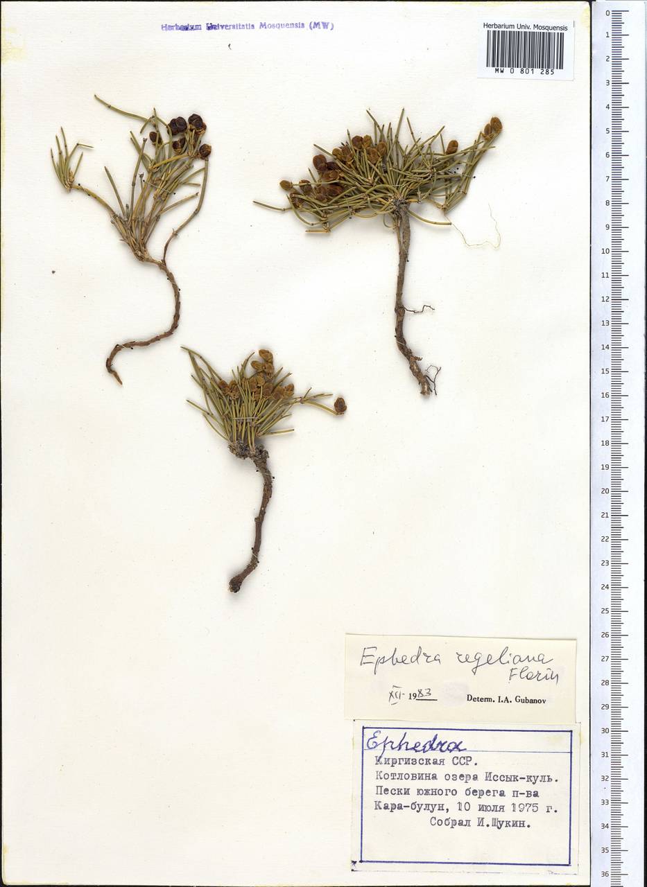 Хвойник Регеля Florin, Средняя Азия и Казахстан, Северный и Центральный Тянь-Шань (M4) (Киргизия)