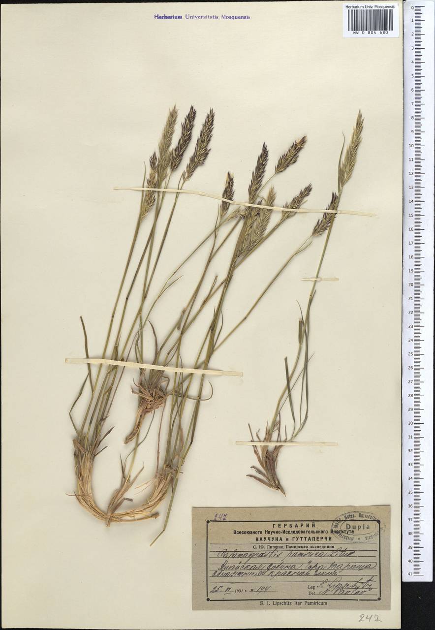 Calamagrostis holciformis Jaub. & Spach, Средняя Азия и Казахстан, Памир и Памиро-Алай (M2) (Киргизия)