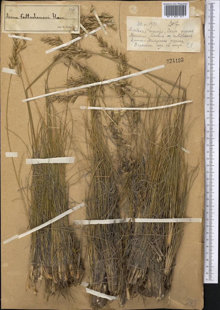 Овсец Федченко (Hack.) Henrard, Средняя Азия и Казахстан, Памир и Памиро-Алай (M2) (Киргизия)