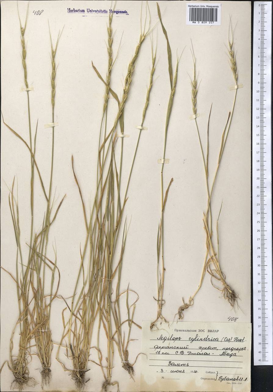 Эгилопс цилиндрический (Aegilops cylindrica host.). Эгилопс сорняк. Злаковые сорняки Эгилопс. Меры борьбы с сорняком Эгилопс.