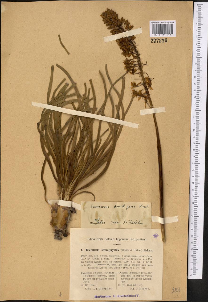 Eremurus stenophyllus subsp. ambigens (Vved.) Wendelbo, Средняя Азия и Казахстан, Памир и Памиро-Алай (M2) (Таджикистан)