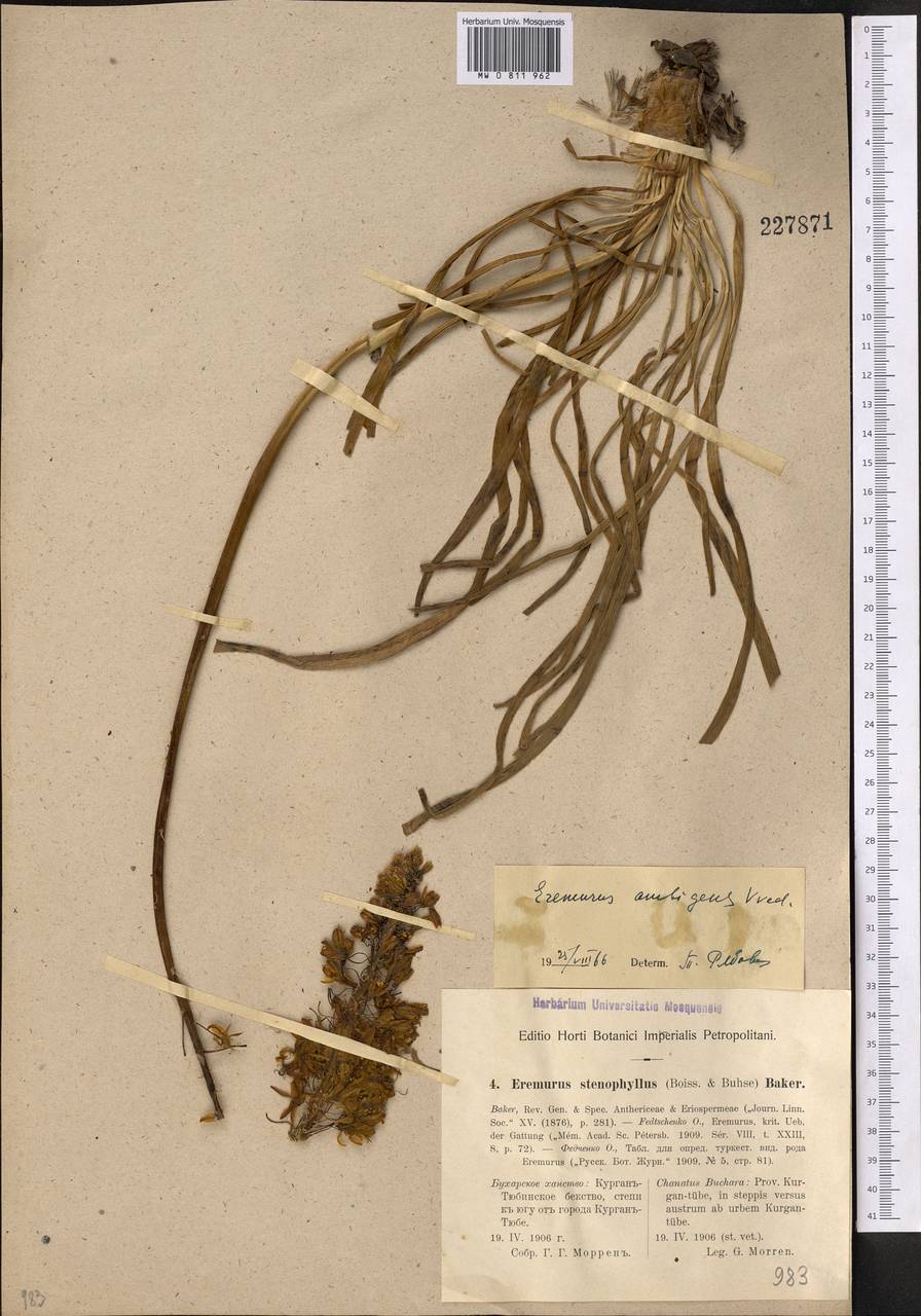 Eremurus stenophyllus subsp. ambigens (Vved.) Wendelbo, Средняя Азия и Казахстан, Памир и Памиро-Алай (M2) (Таджикистан)