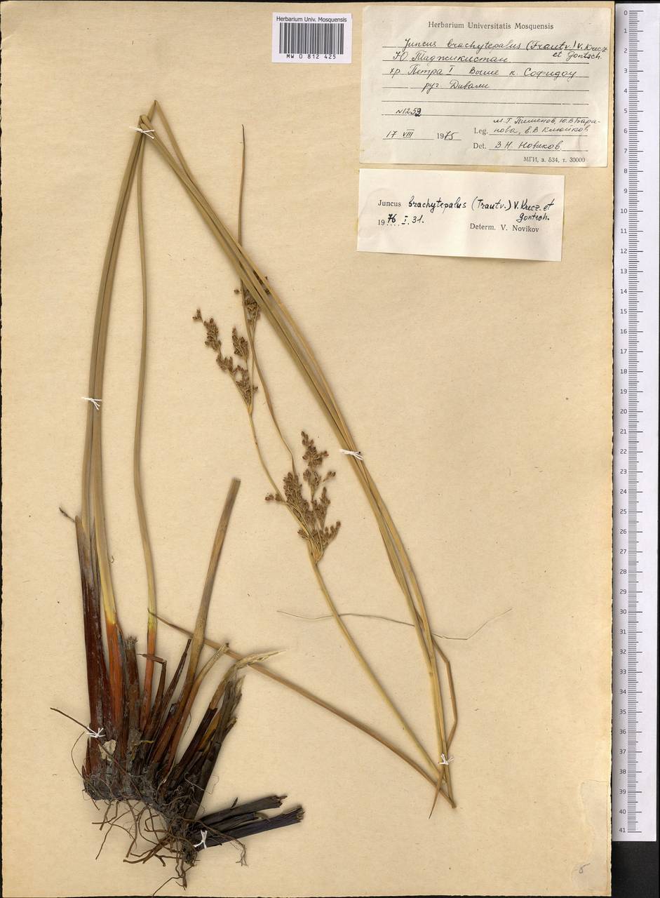 Ситник короткооколоприцветниковый (V. I. Krecz. & Gontsch.) Novikov, Средняя Азия и Казахстан, Памир и Памиро-Алай (M2) (Таджикистан)