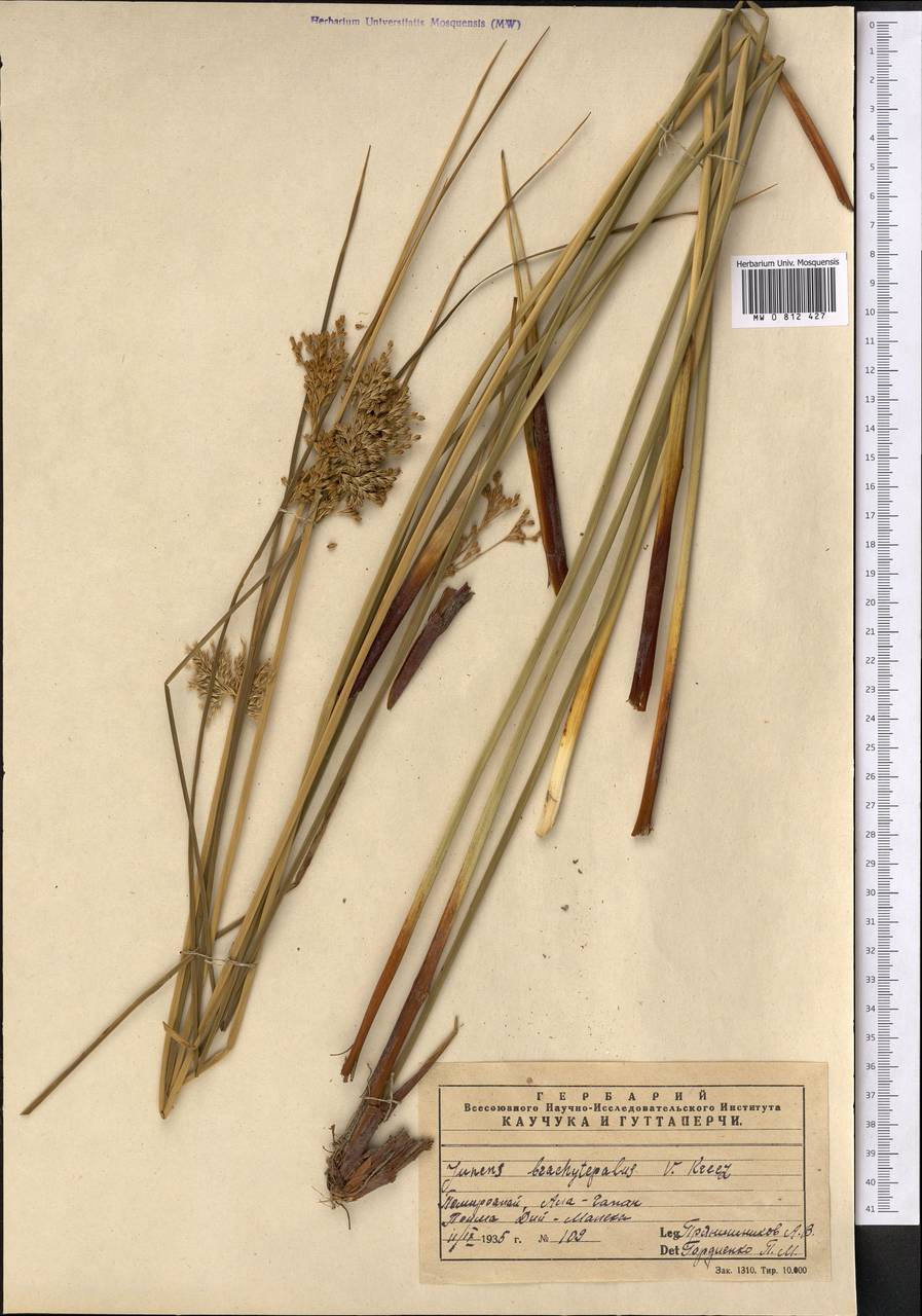 Ситник короткооколоприцветниковый (V. I. Krecz. & Gontsch.) Novikov, Средняя Азия и Казахстан, Памир и Памиро-Алай (M2) (Узбекистан)