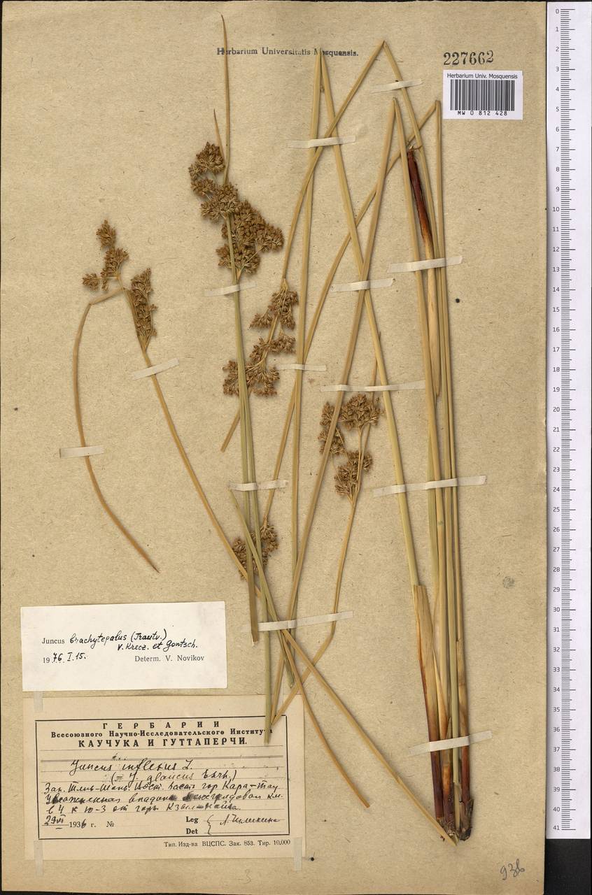 Ситник короткооколоприцветниковый (V. I. Krecz. & Gontsch.) Novikov, Средняя Азия и Казахстан, Западный Тянь-Шань и Каратау (M3) (Казахстан)