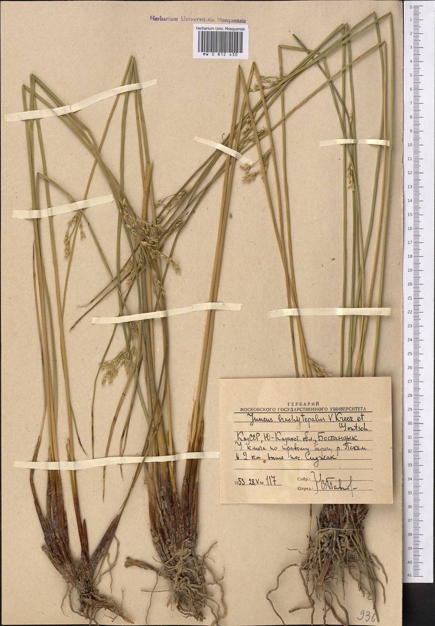 Ситник короткооколоприцветниковый (V. I. Krecz. & Gontsch.) Novikov, Средняя Азия и Казахстан, Западный Тянь-Шань и Каратау (M3) (Узбекистан)