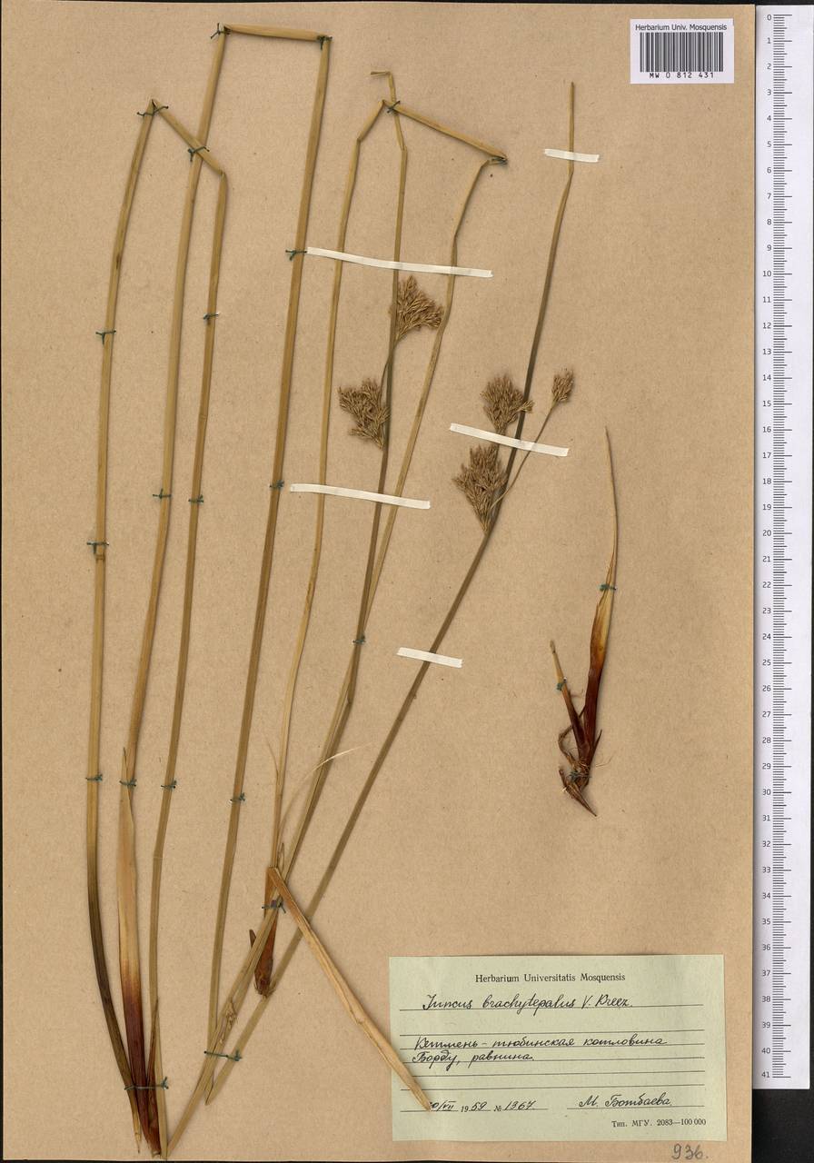 Ситник короткооколоприцветниковый (V. I. Krecz. & Gontsch.) Novikov, Средняя Азия и Казахстан, Западный Тянь-Шань и Каратау (M3) (Киргизия)