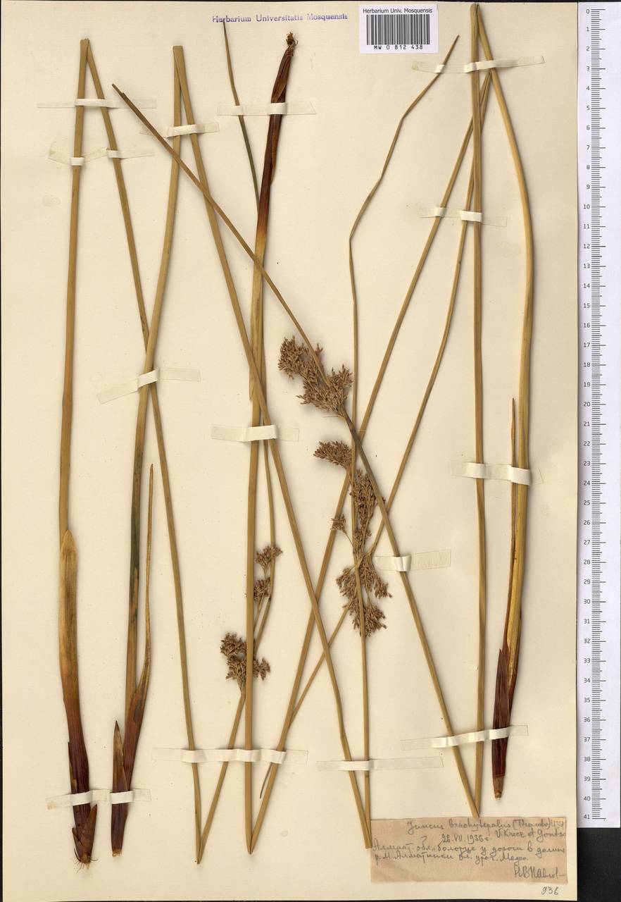 Ситник короткооколоприцветниковый (V. I. Krecz. & Gontsch.) Novikov, Средняя Азия и Казахстан, Северный и Центральный Тянь-Шань (M4) (Казахстан)