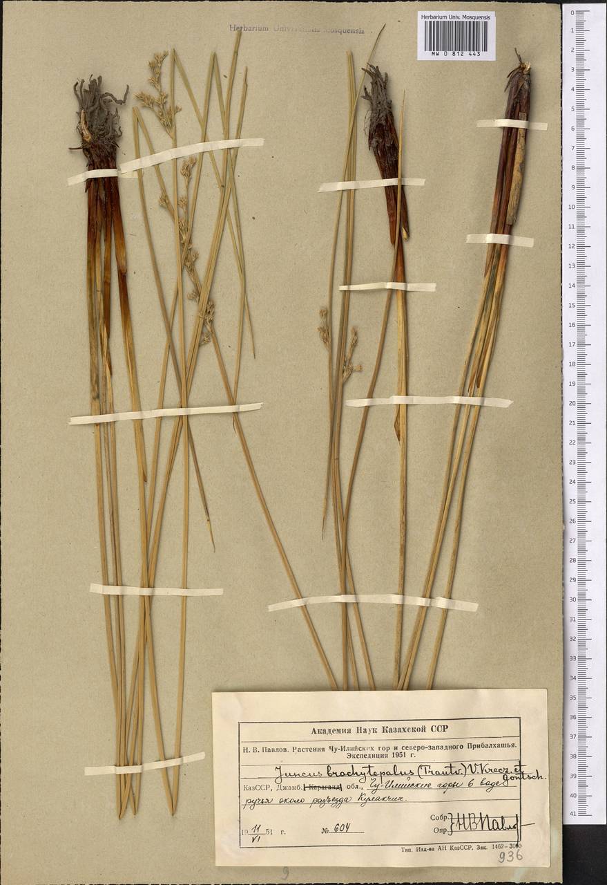 Ситник короткооколоприцветниковый (V. I. Krecz. & Gontsch.) Novikov, Средняя Азия и Казахстан, Северный и Центральный Тянь-Шань (M4) (Казахстан)