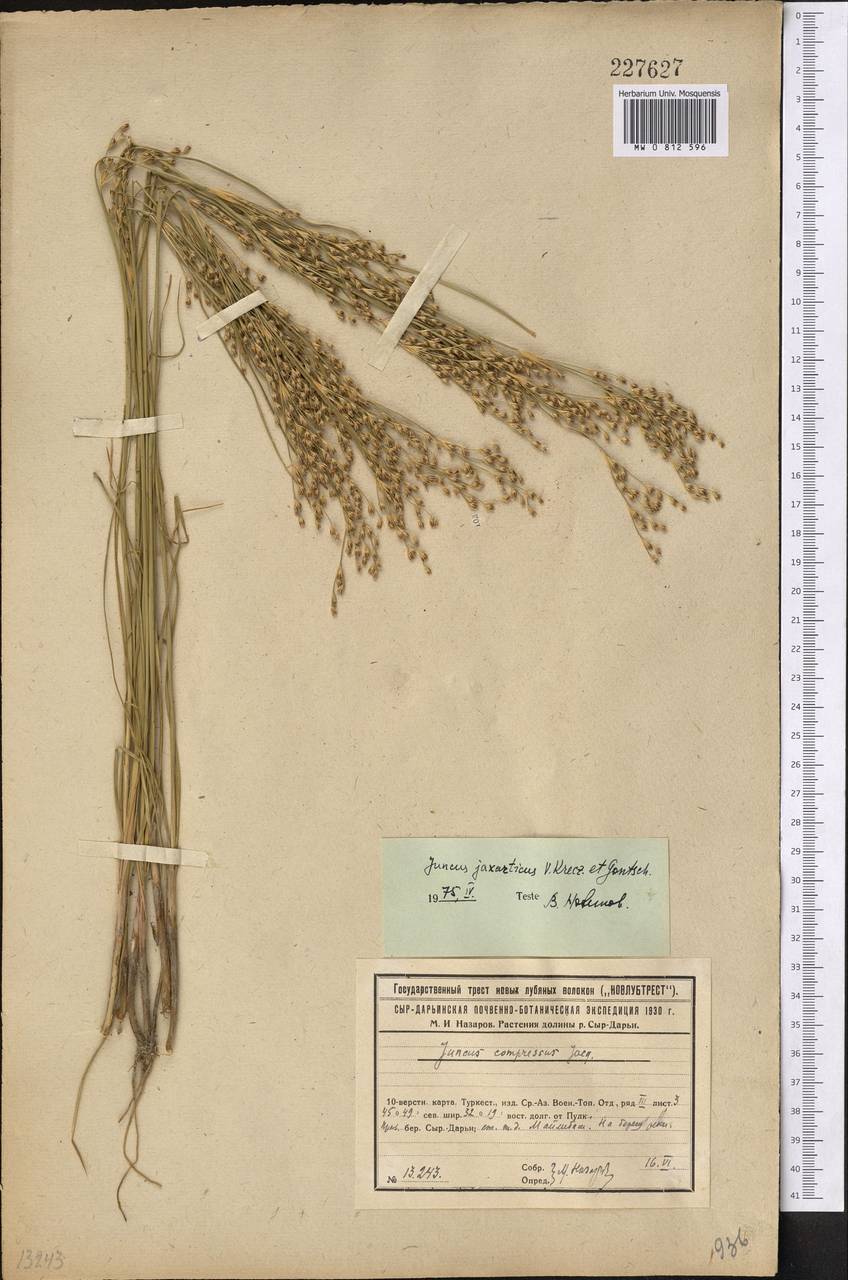 Ситник сырдарьинский V. I. Krecz. & Gontsch., Средняя Азия и Казахстан, Сырдарьинские пустыни и Кызылкумы (M7) (Казахстан)