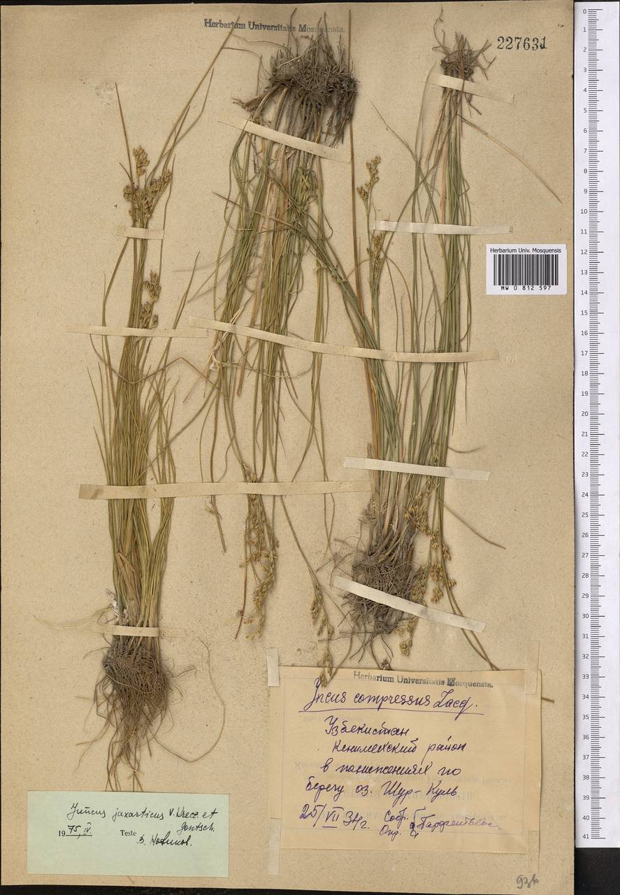 Ситник сырдарьинский V. I. Krecz. & Gontsch., Средняя Азия и Казахстан, Сырдарьинские пустыни и Кызылкумы (M7) (Узбекистан)