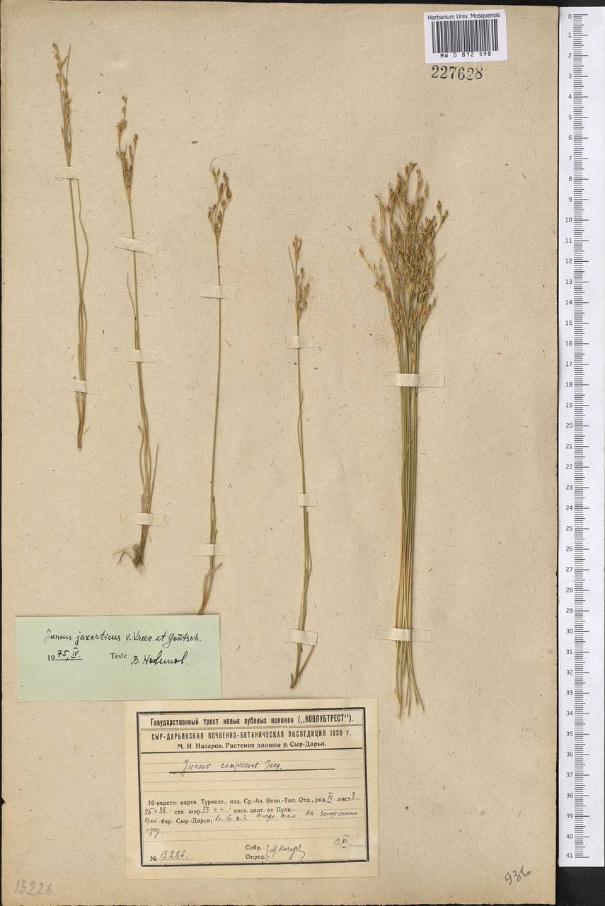 Ситник сырдарьинский V. I. Krecz. & Gontsch., Средняя Азия и Казахстан, Сырдарьинские пустыни и Кызылкумы (M7) (Казахстан)
