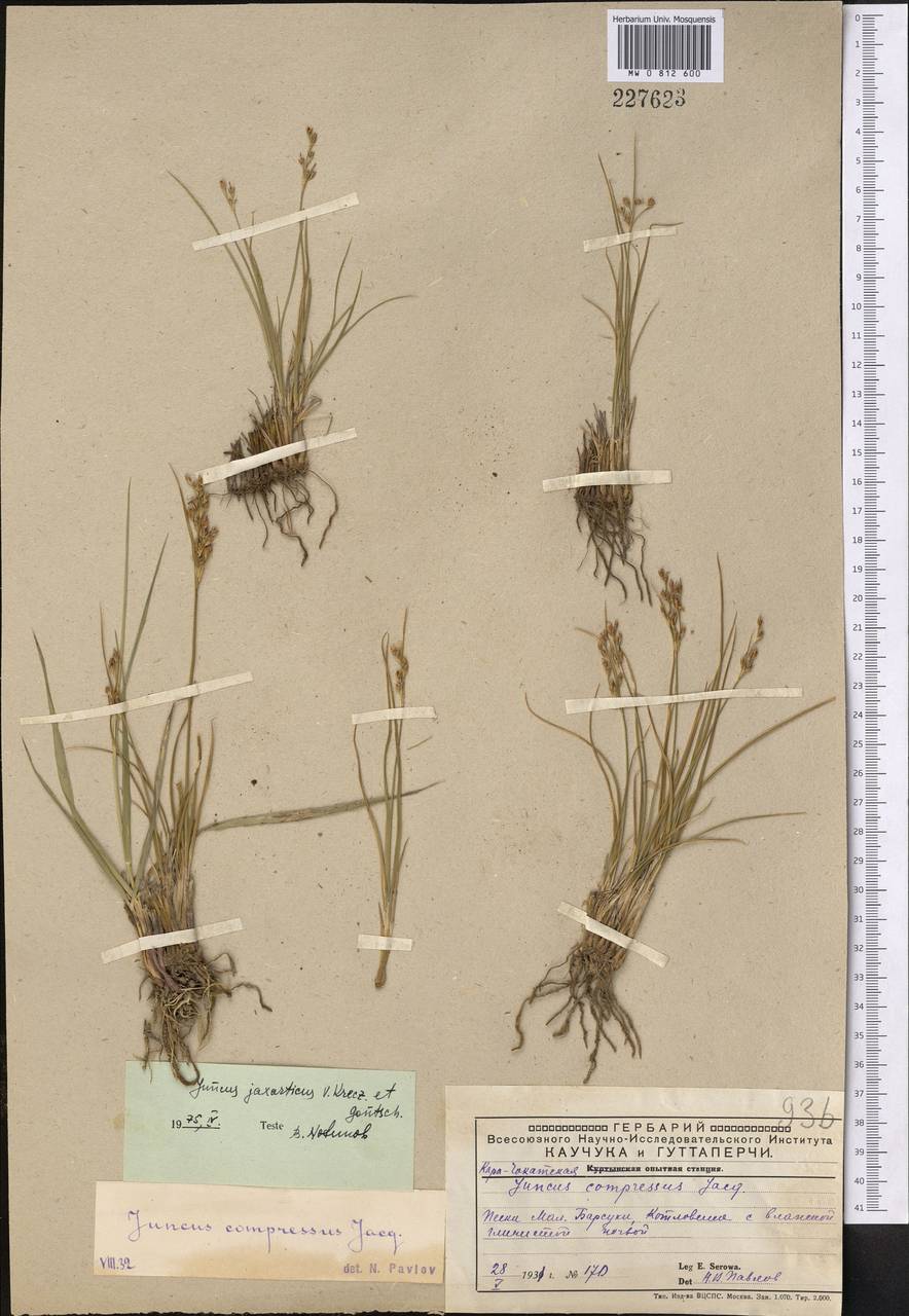 Ситник сырдарьинский V. I. Krecz. & Gontsch., Средняя Азия и Казахстан, Прикаспийский Устюрт и Северное Приаралье (M8) (Казахстан)