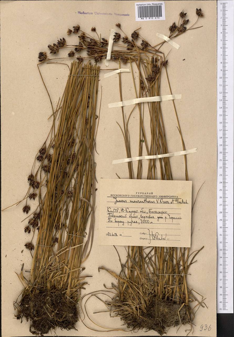 Ситник длиннопыльниковый V. I. Krecz. & Gontsch., Средняя Азия и Казахстан, Западный Тянь-Шань и Каратау (M3) (Узбекистан)