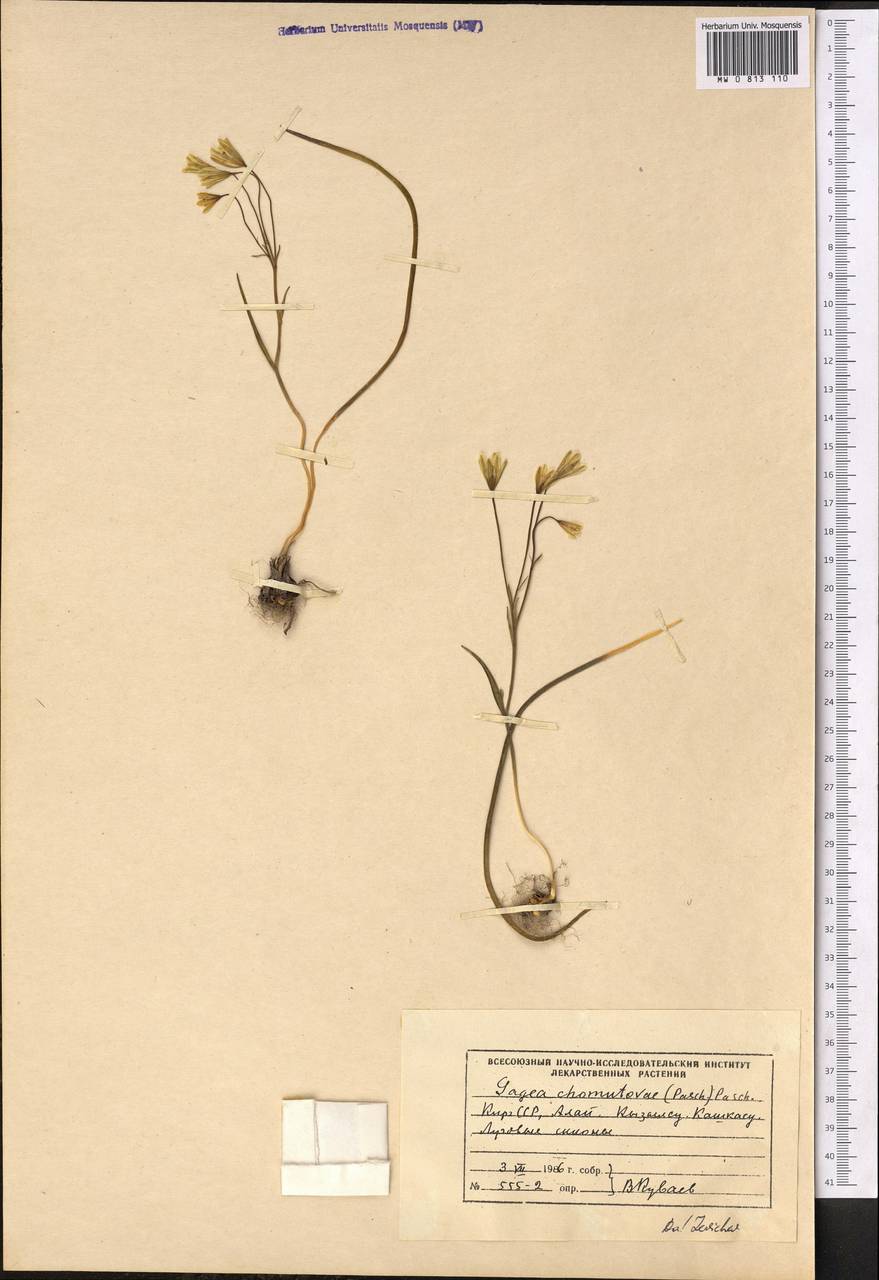 Гусиный лук Хомутовой (Pascher) Pascher, Средняя Азия и Казахстан, Памир и Памиро-Алай (M2) (Киргизия)