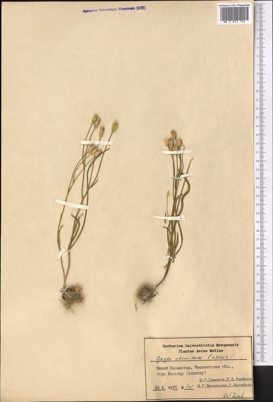 Гусиный лук Хомутовой (Pascher) Pascher, Средняя Азия и Казахстан, Сырдарьинские пустыни и Кызылкумы (M7) (Казахстан)