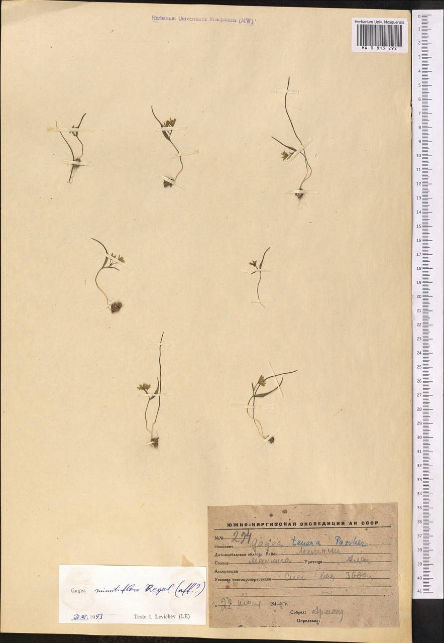 Гусиный лук мелкоцветковый Regel, Средняя Азия и Казахстан, Западный Тянь-Шань и Каратау (M3) (Киргизия)