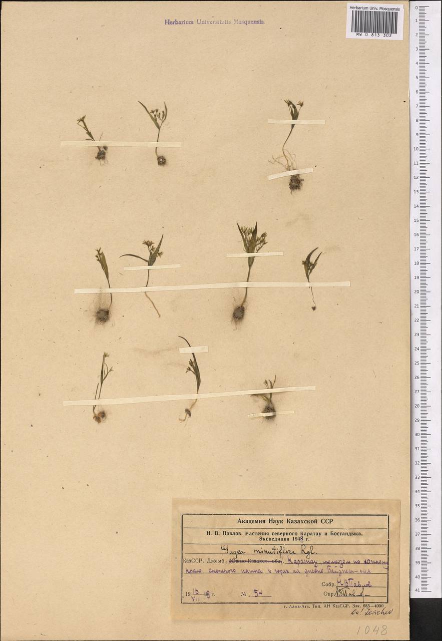 Гусиный лук мелкоцветковый Regel, Средняя Азия и Казахстан, Западный Тянь-Шань и Каратау (M3) (Казахстан)