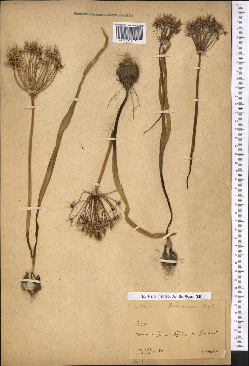 Allium cristophii subsp. cristophii, Средняя Азия и Казахстан, Копетдаг, Бадхыз, Малый и Большой Балхан (M1) (Туркмения)