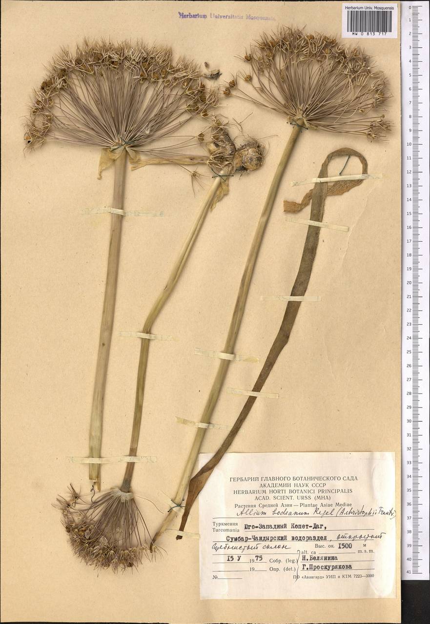 Allium cristophii subsp. cristophii, Средняя Азия и Казахстан, Копетдаг, Бадхыз, Малый и Большой Балхан (M1) (Туркмения)