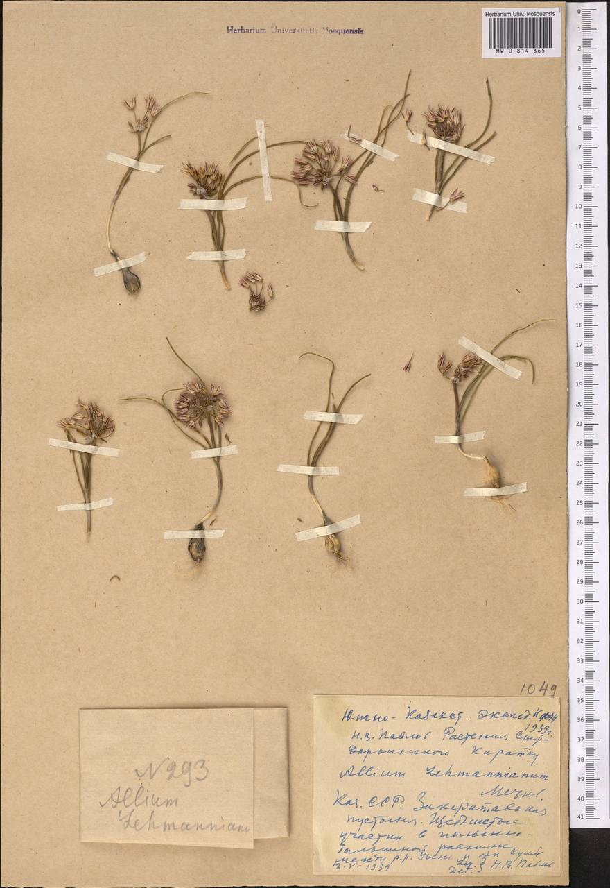 Лук Лемана Merckl. ex Bunge, Средняя Азия и Казахстан, Западный Тянь-Шань и Каратау (M3) (Казахстан)