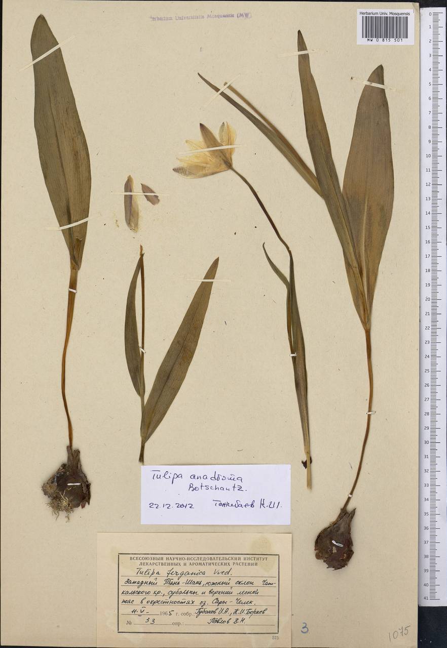 Tulipa tschimganica Botschantz., Средняя Азия и Казахстан, Западный Тянь-Шань и Каратау (M3) (Киргизия)