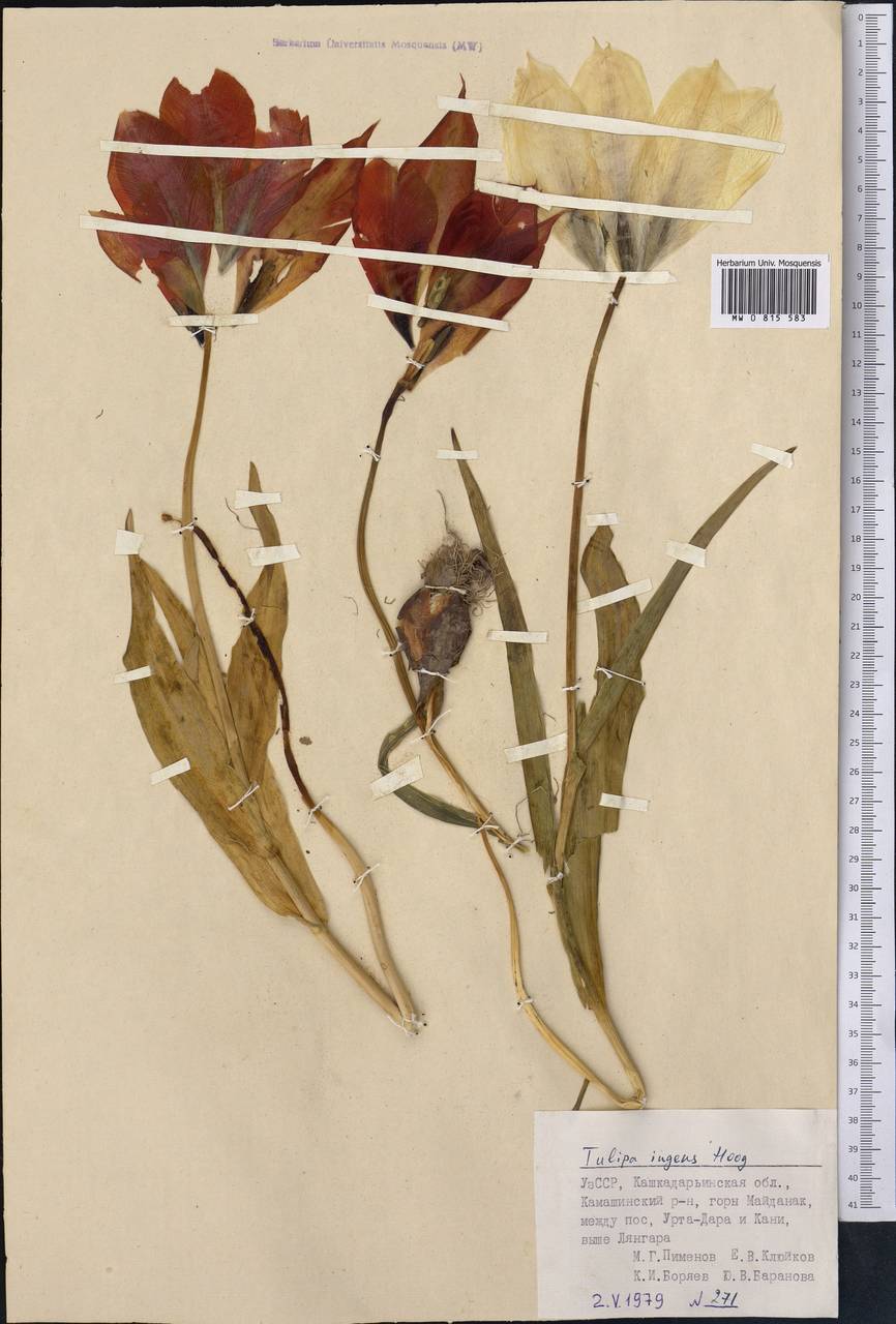 Тюльпан великий Hoog, Средняя Азия и Казахстан, Памир и Памиро-Алай (M2) (Узбекистан)