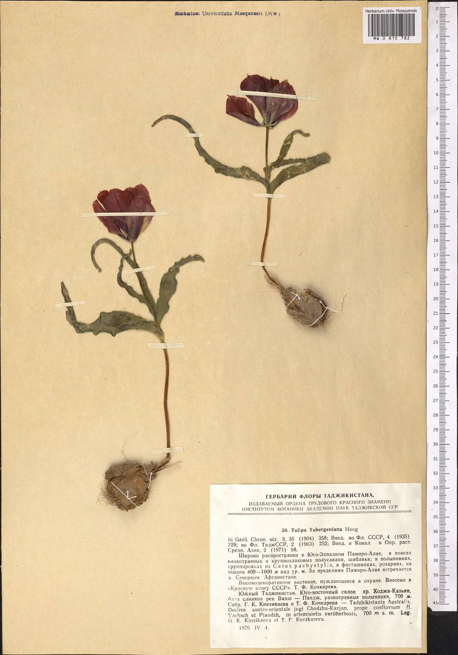 Тюльпан великий Hoog, Средняя Азия и Казахстан, Памир и Памиро-Алай (M2) (Таджикистан)