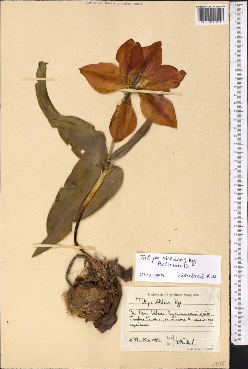 Tulipa vvedenskyi Botschantz., Средняя Азия и Казахстан, Западный Тянь-Шань и Каратау (M3) (Узбекистан)