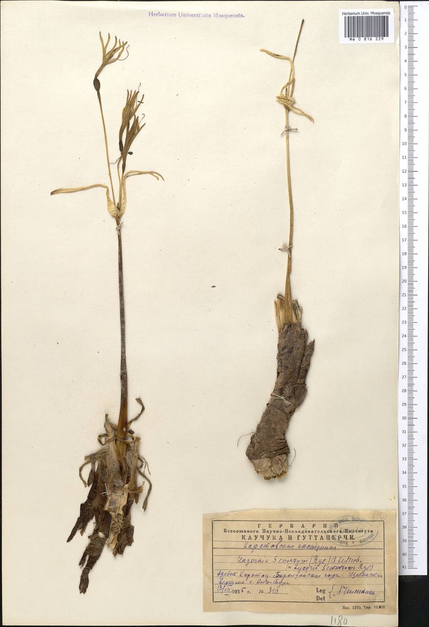 Унгерния Северцова (Ungernia severtzovii b. Fedtsch.) In vitro