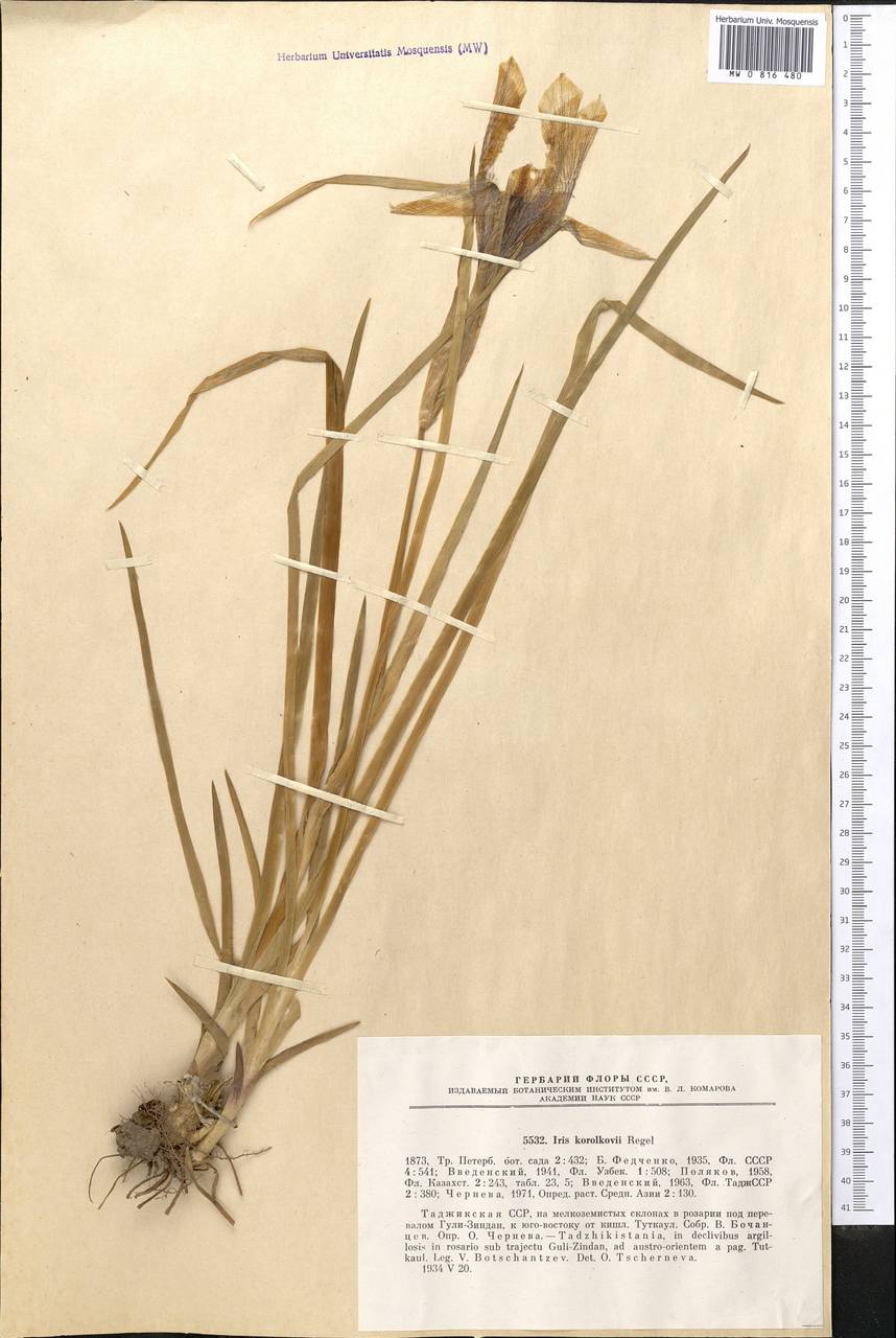 Iris korolkowii Regel, Средняя Азия и Казахстан, Памир и Памиро-Алай (M2) (Таджикистан)